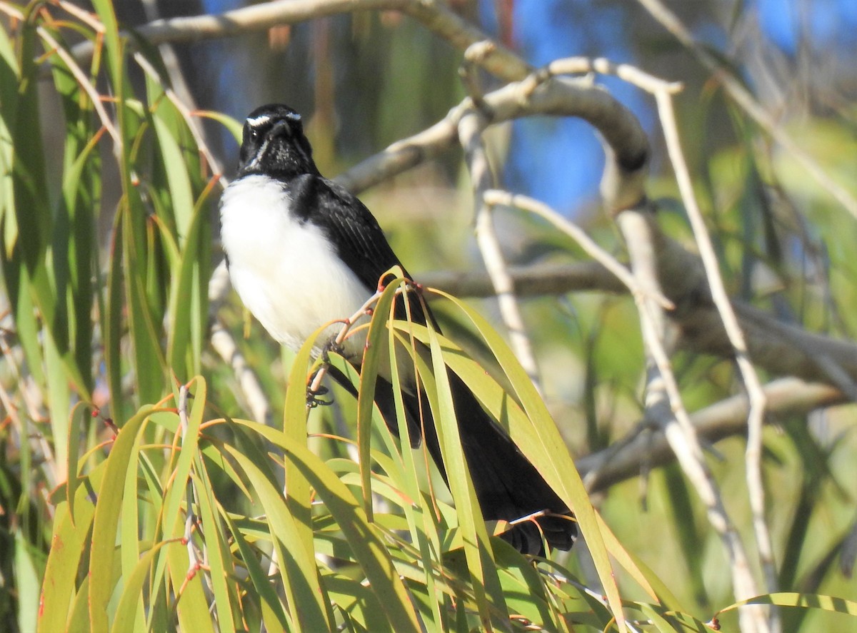 Willie-wagtail - ML620280194