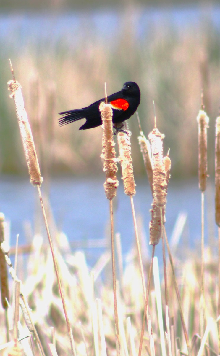 Red-winged Blackbird - liz cieszynski
