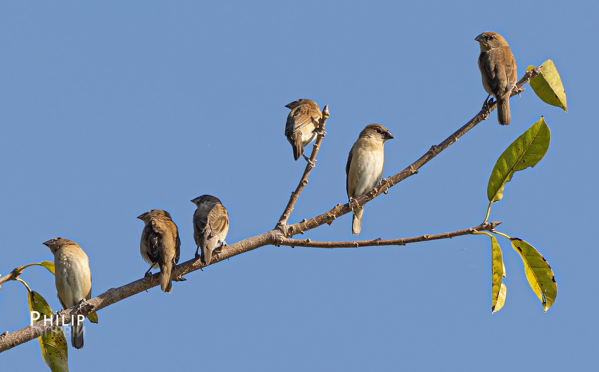 Scaly-breasted Munia - ML620280199