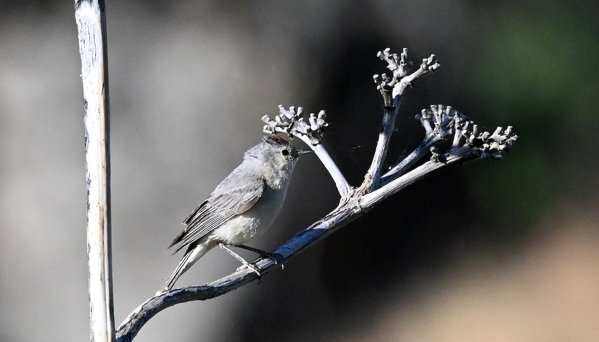 Lucy's Warbler - ML620280200