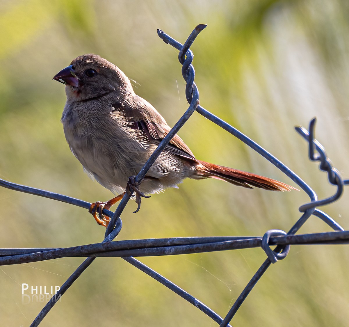 Crimson Finch - ML620280208