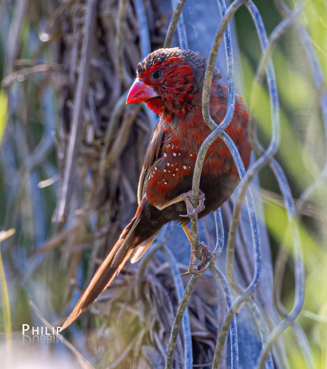 Crimson Finch - ML620280210