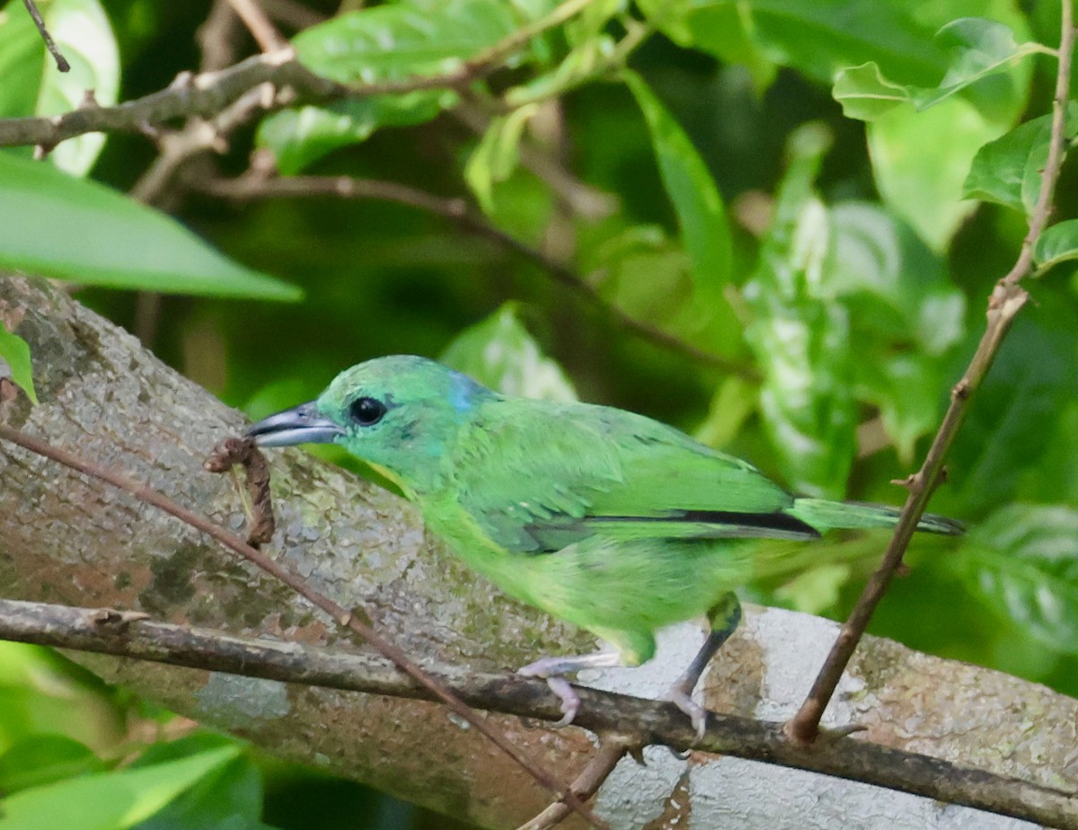 Green Shrike-Vireo - ML620280214