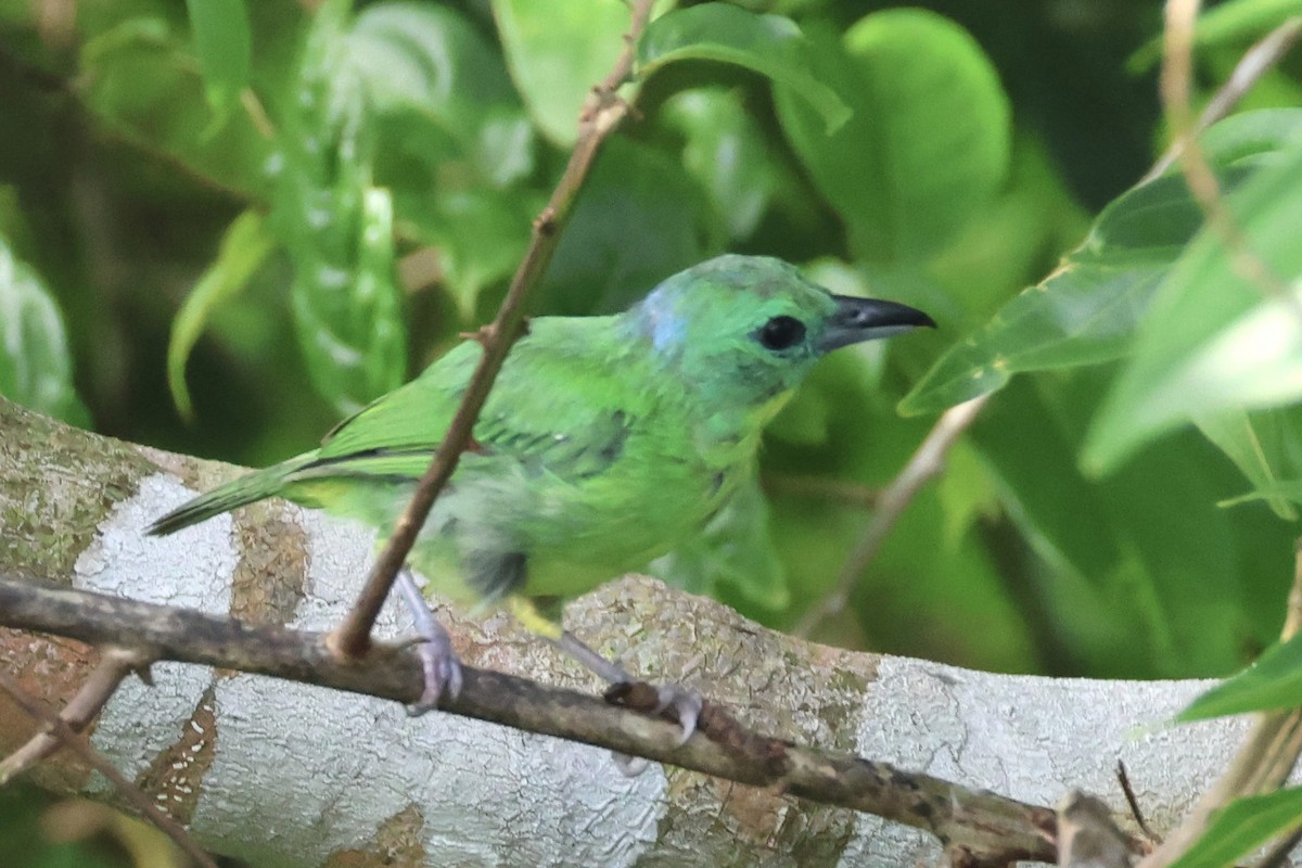 Green Shrike-Vireo - ML620280216