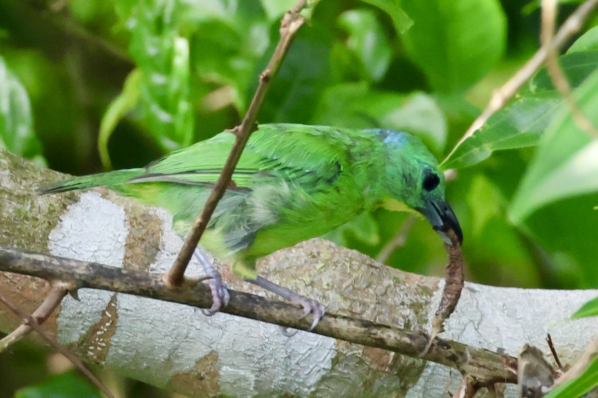 Green Shrike-Vireo - ML620280219