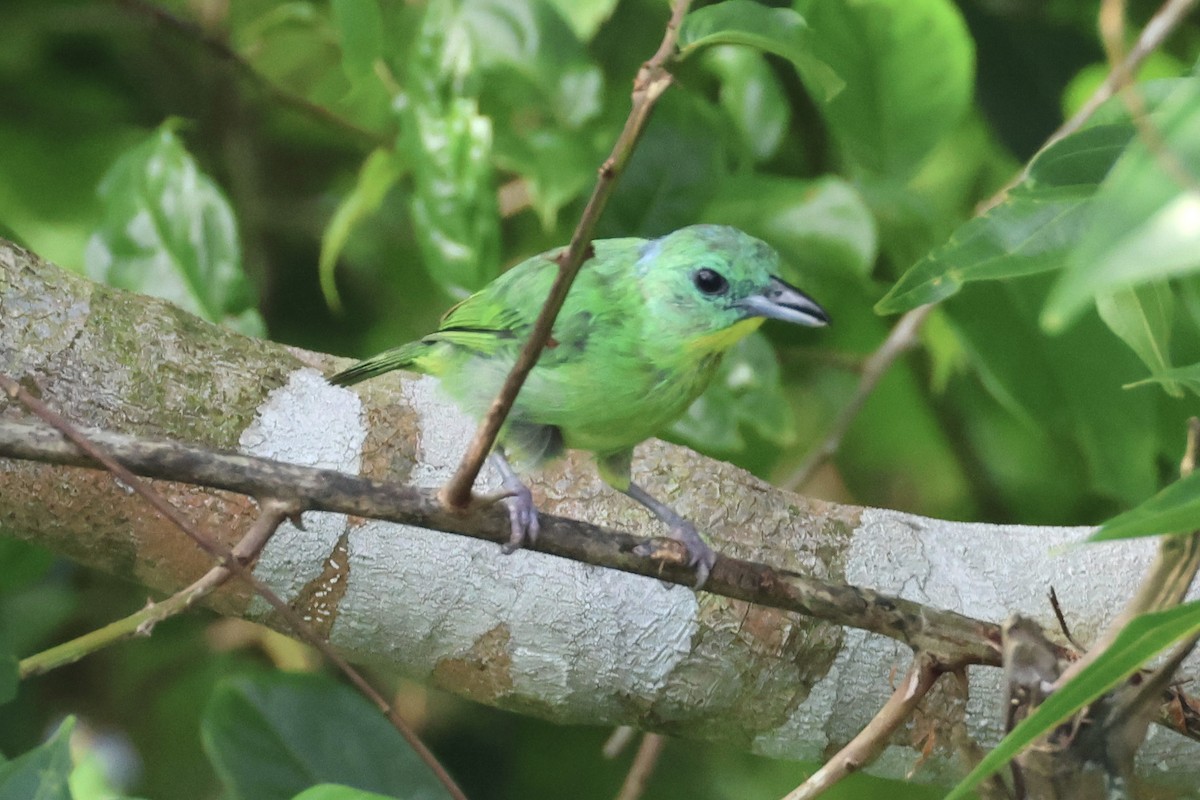 Green Shrike-Vireo - ML620280221