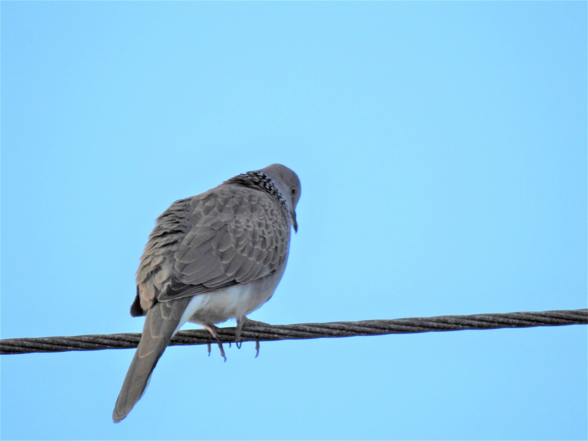 Spotted Dove - ML620280234