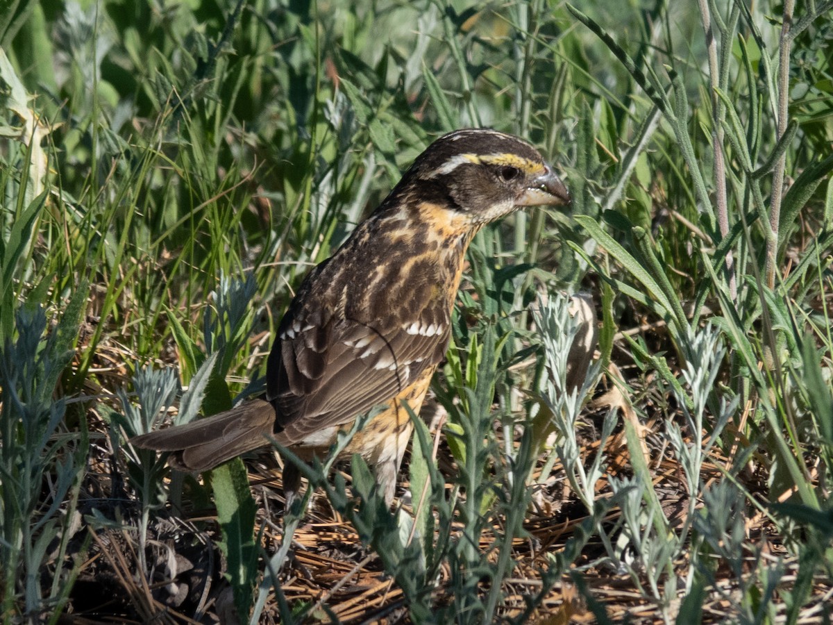 Black-headed Grosbeak - ML620280235