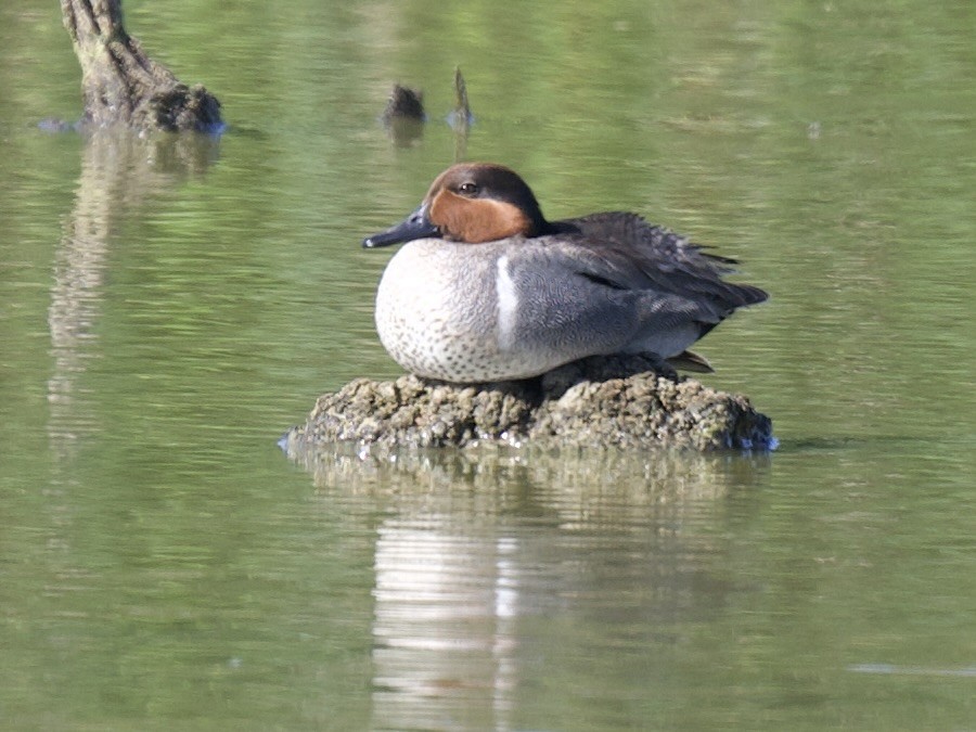 Green-winged Teal - ML620280236