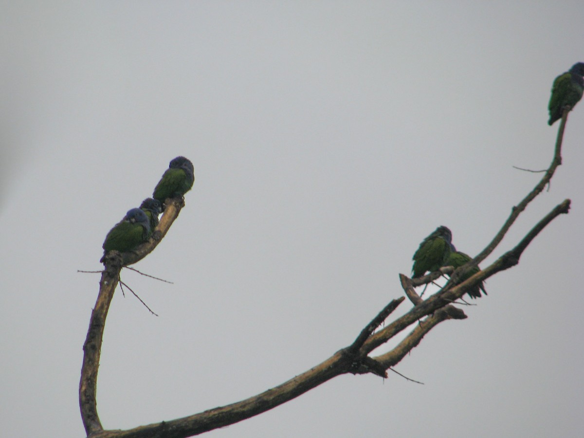 Blue-headed Parrot - ML620280237