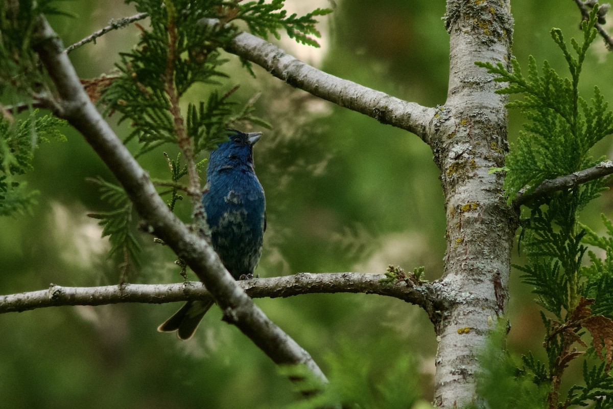 Passerin indigo - ML620280240