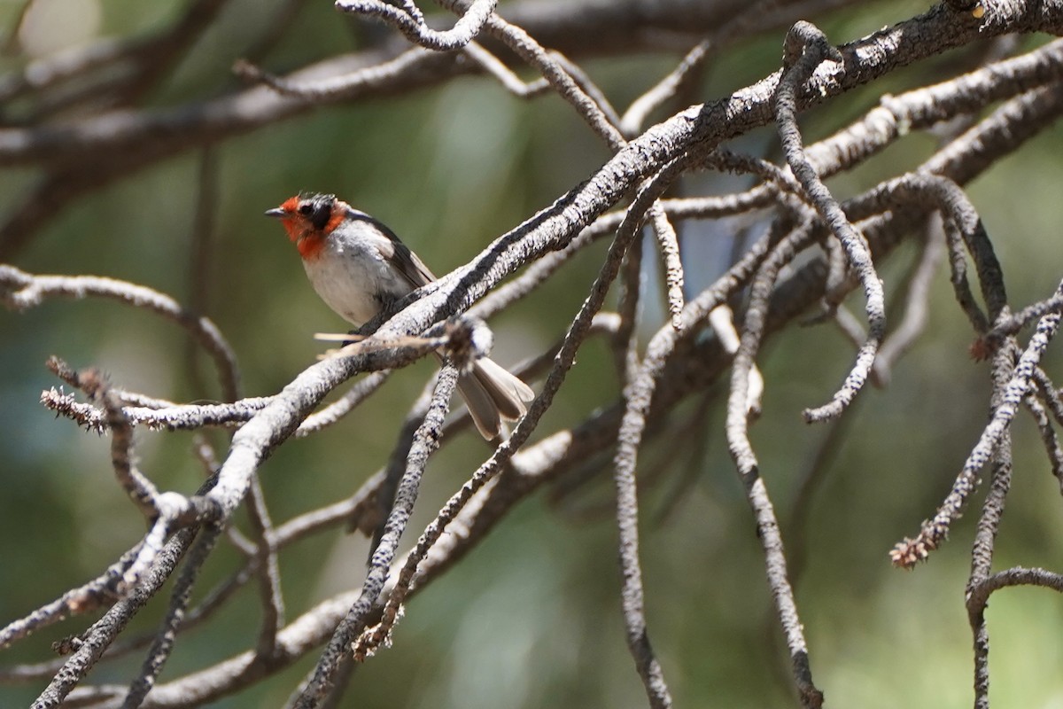 Red-faced Warbler - ML620280248