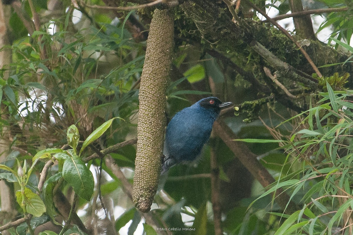 Masked Flowerpiercer - ML620280256