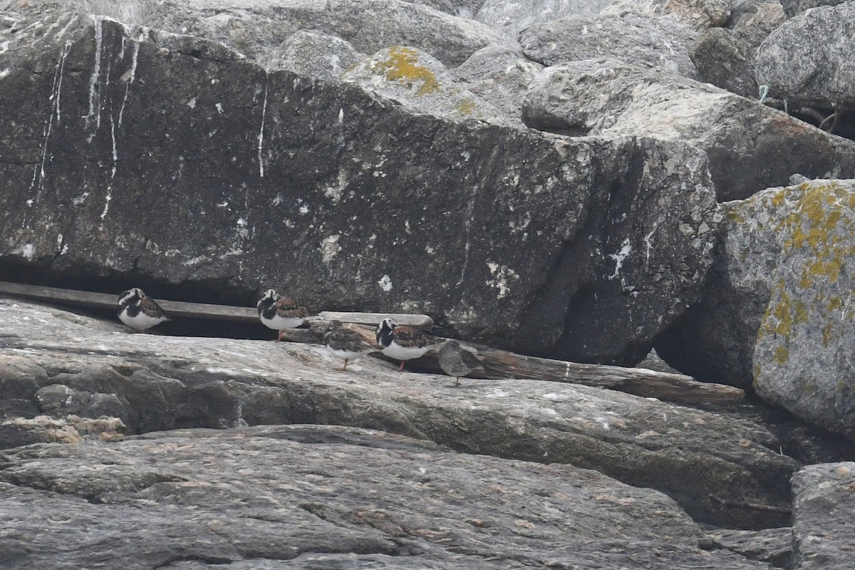 Purple Sandpiper - Tim K