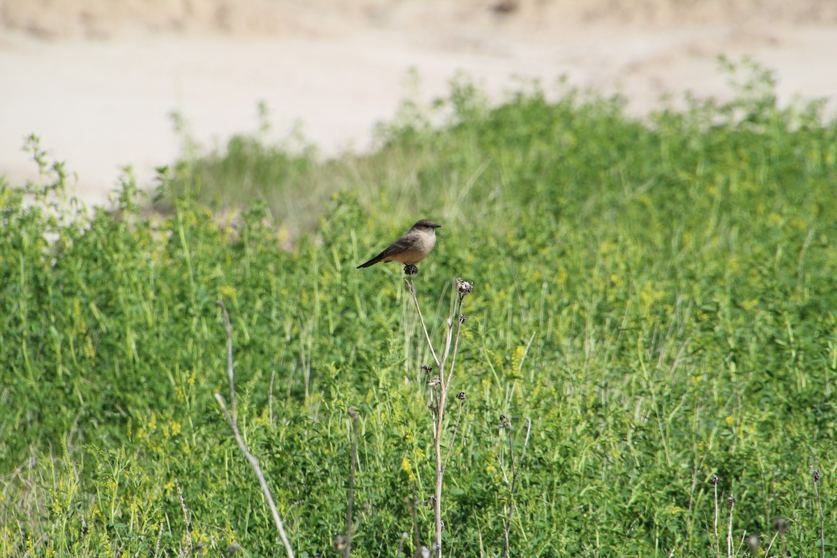 Say's Phoebe - ML620280269