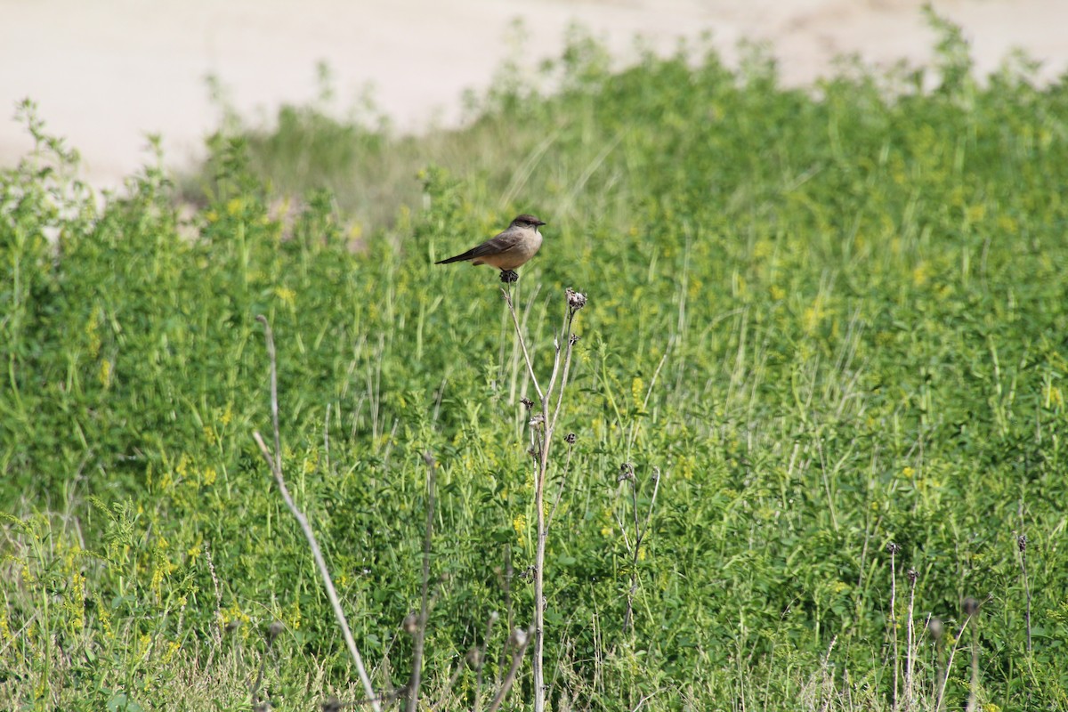 Say's Phoebe - ML620280270