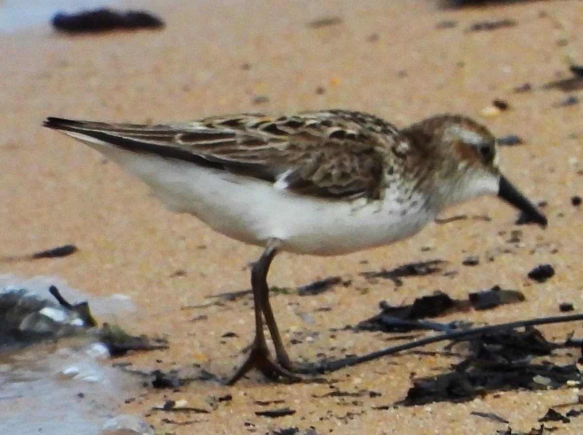 Semipalmated Sandpiper - ML620280273