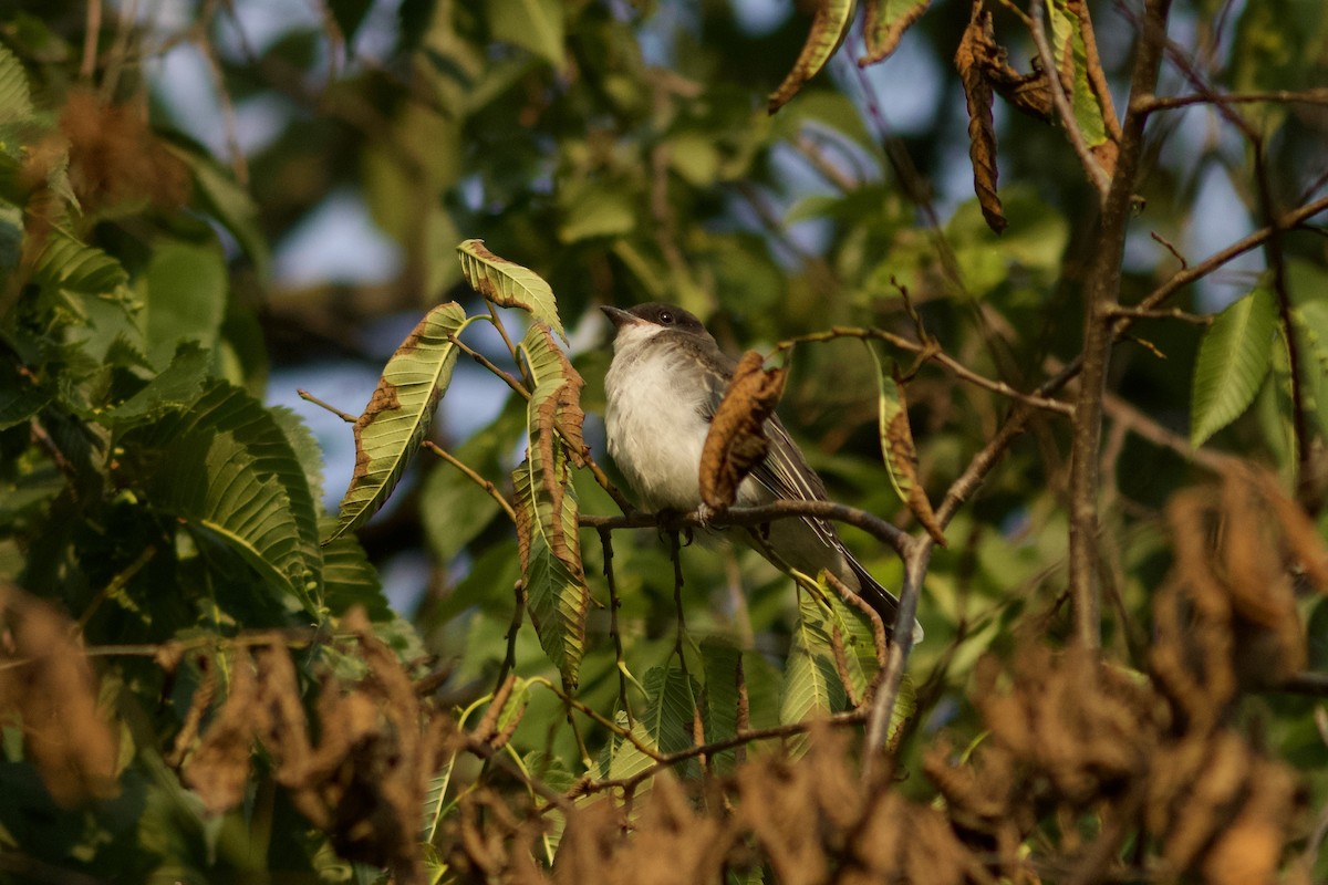 Eastern Kingbird - Kellie Superina