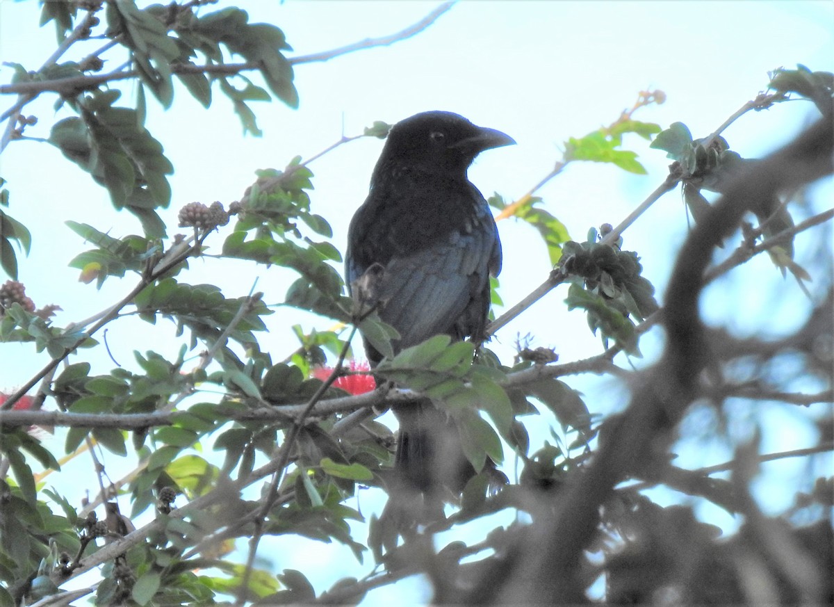 Spangled Drongo - ML620280279