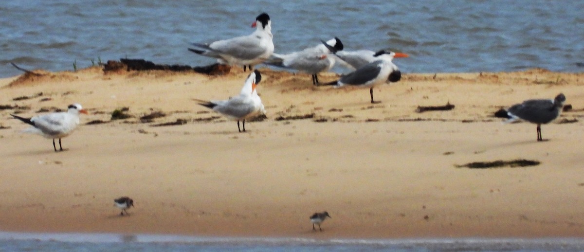 Caspian Tern - ML620280283