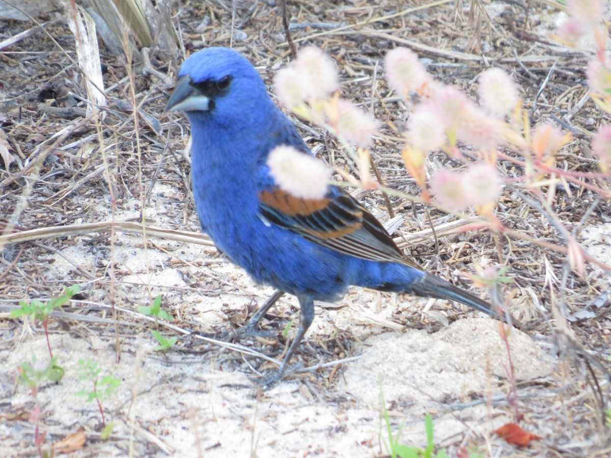 Blue Grosbeak - ML620280287