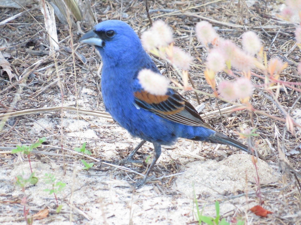 Blue Grosbeak - ML620280290