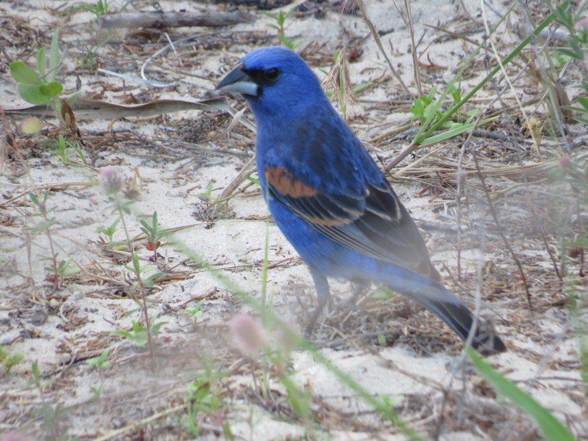 Blue Grosbeak - ML620280292