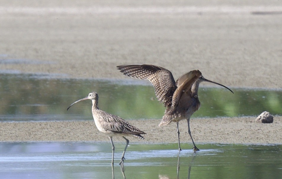 Long-billed Curlew - ML620280299