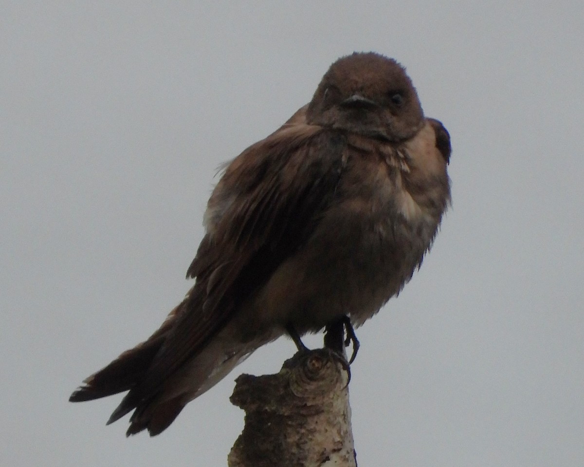 Northern Rough-winged Swallow - ML620280304