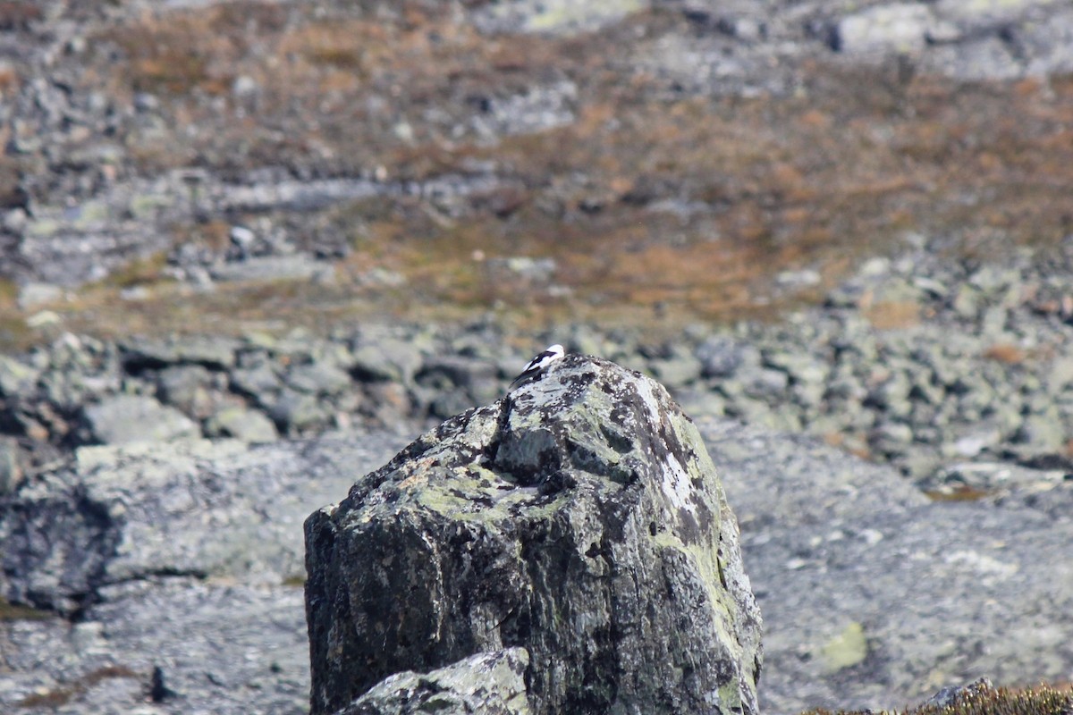 Snow Bunting - ML620280305