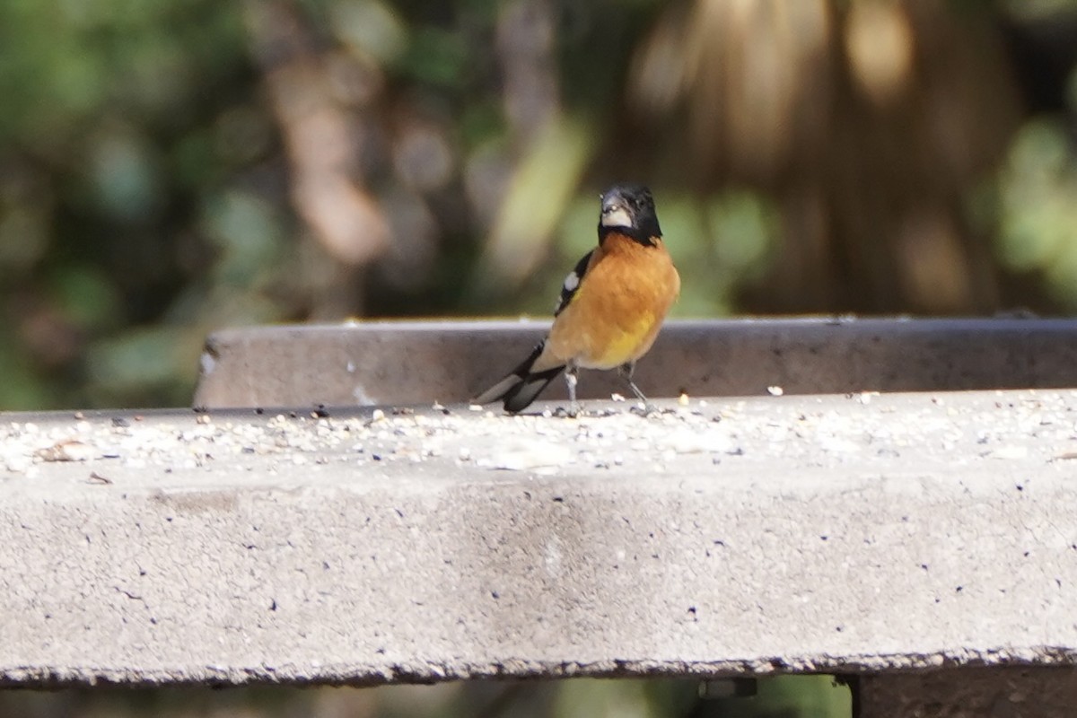 Black-headed Grosbeak - ML620280313