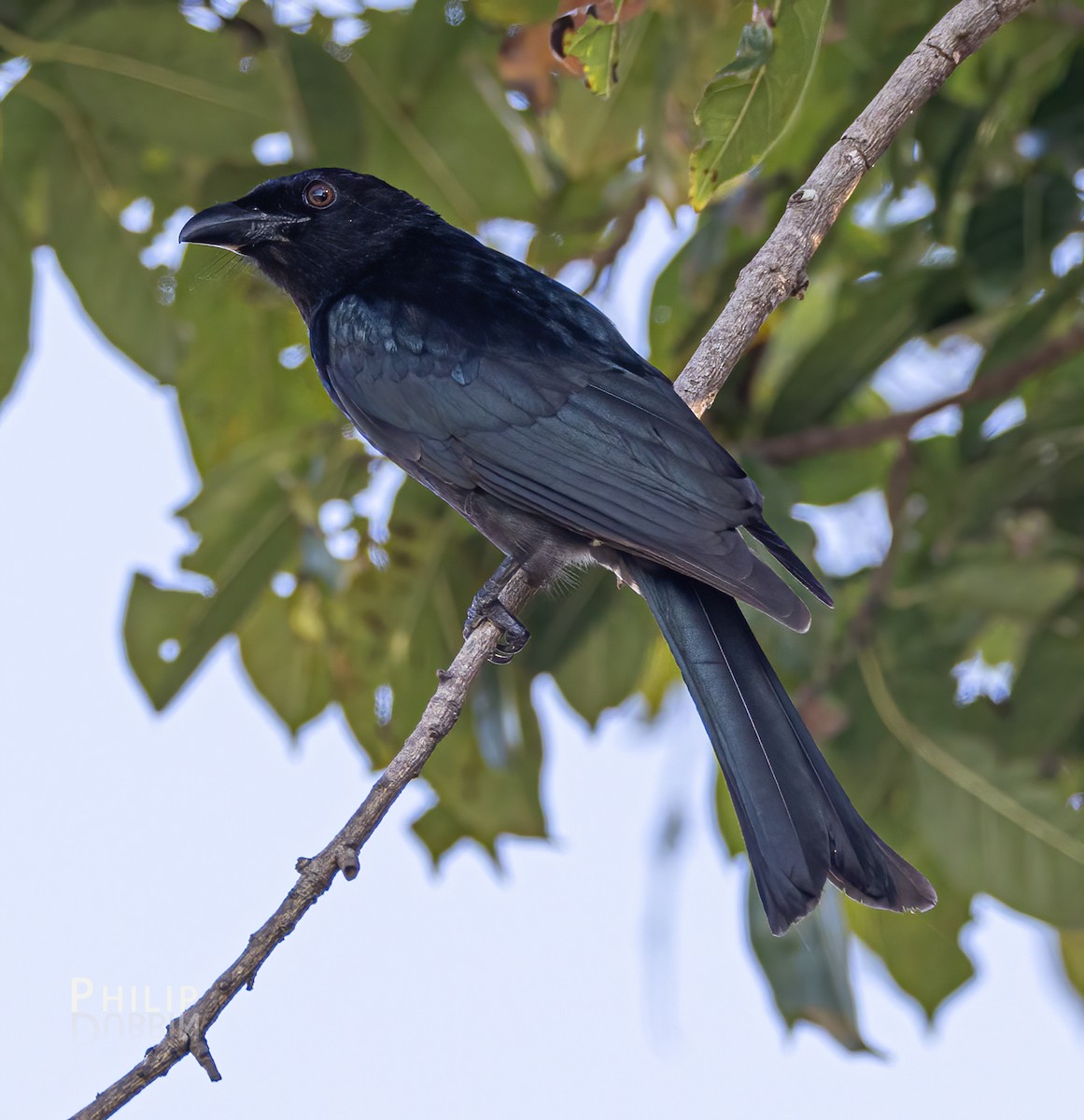 Glanzfleckdrongo - ML620280314