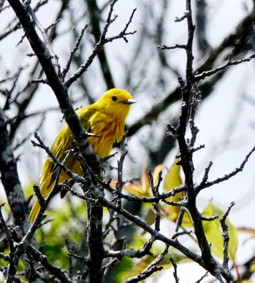 Yellow Warbler - ML620280315