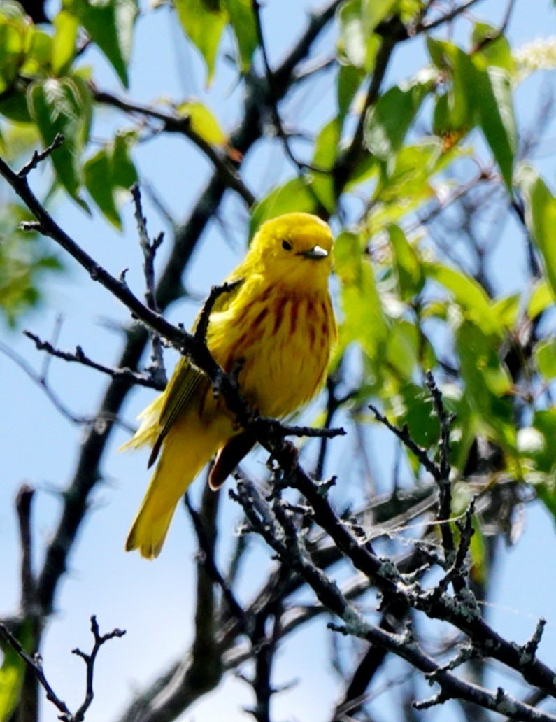 Yellow Warbler - ML620280316