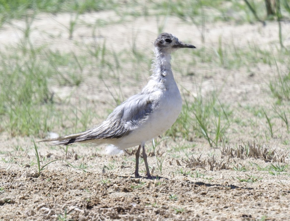 Bonaparte's Gull - ML620280329