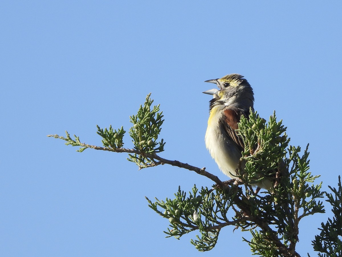 Dickcissel - ML620280333