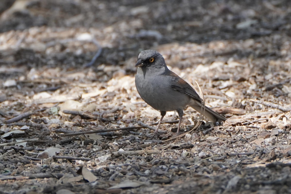 Yellow-eyed Junco - ML620280334