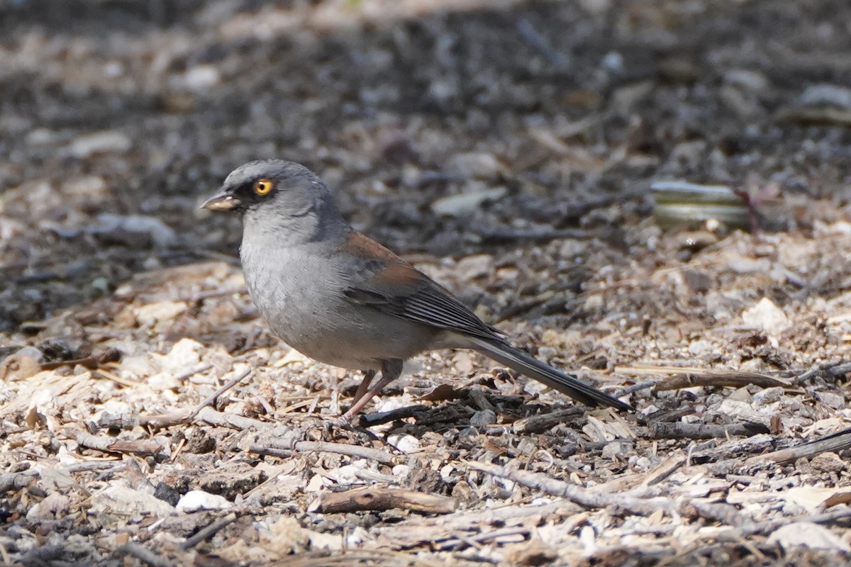 Yellow-eyed Junco - ML620280335