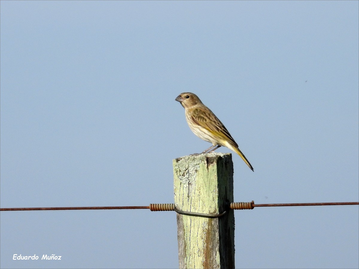 Saffron Finch - ML620280336