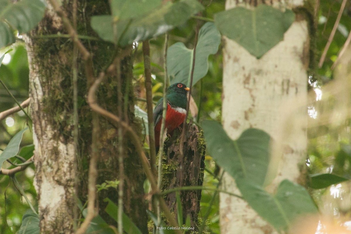 Trogon masqué - ML620280339