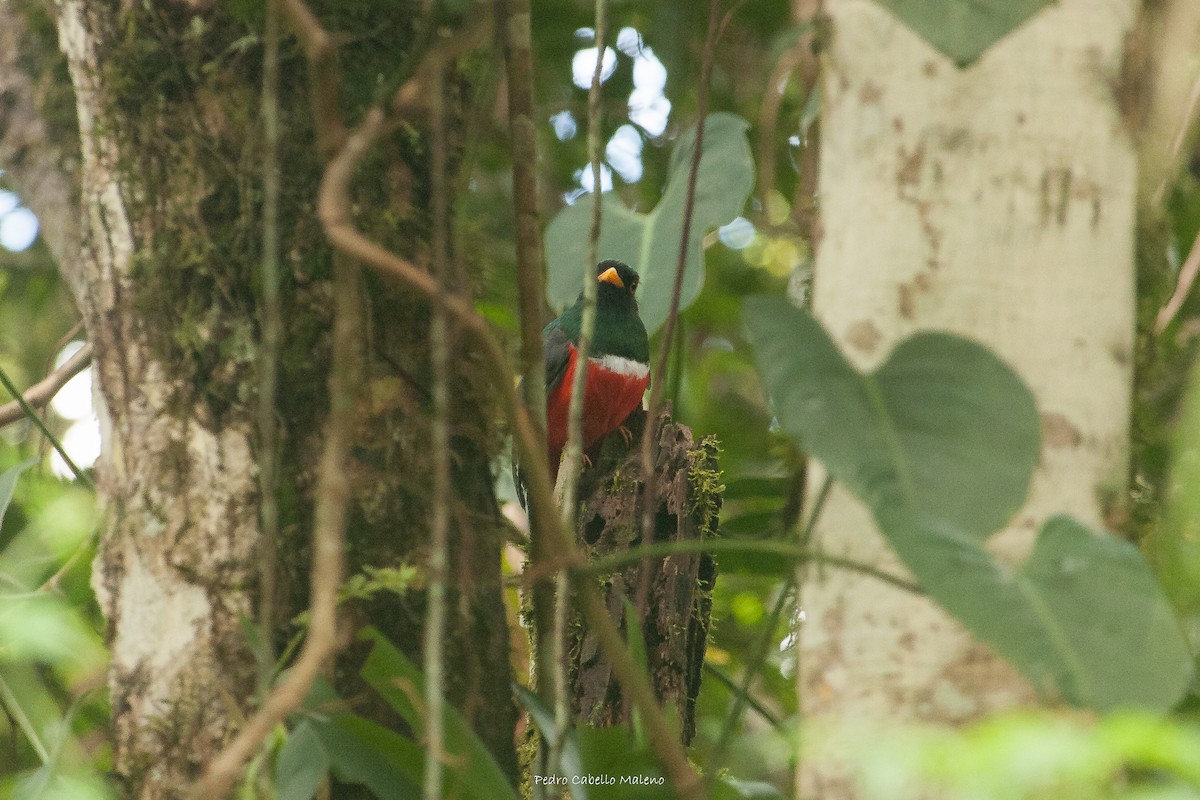 Trogon masqué - ML620280340