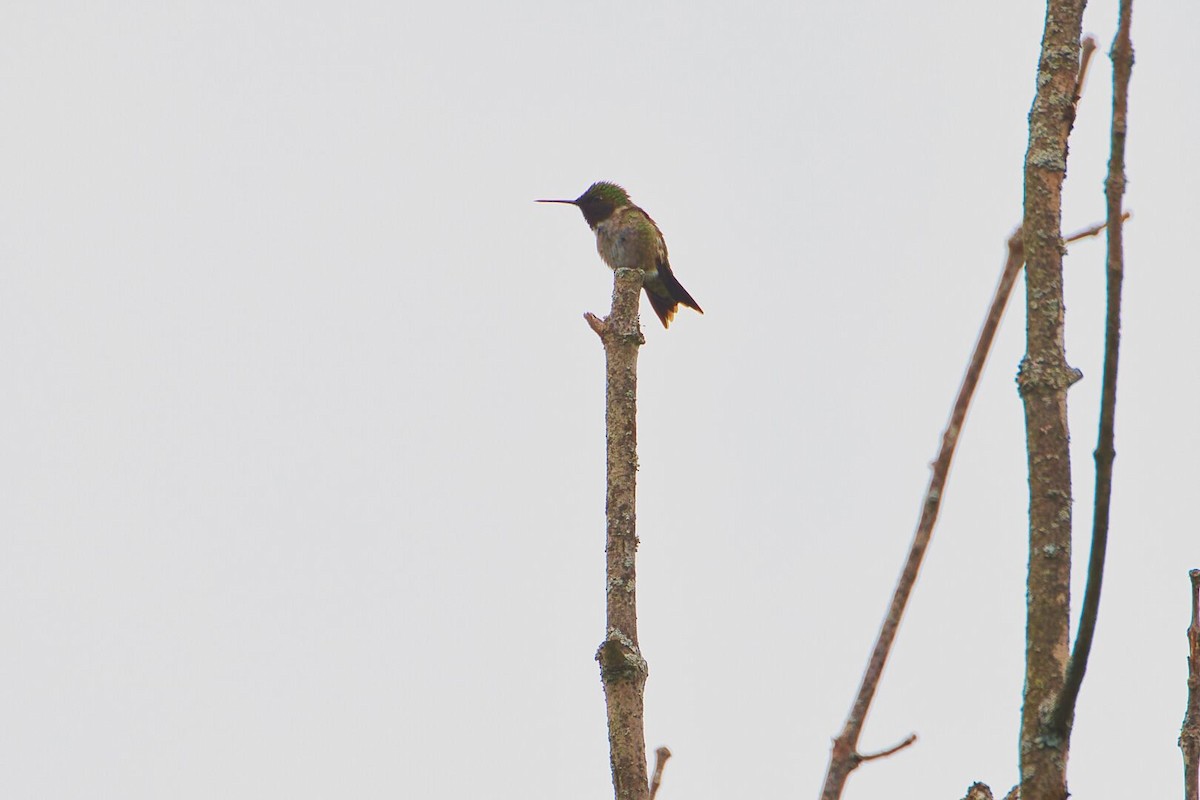 Colibri à gorge rubis - ML620280343