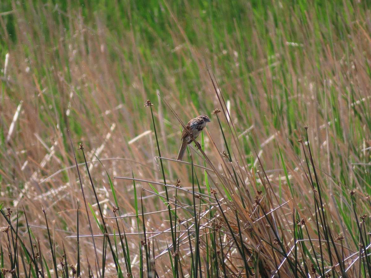 Song Sparrow - ML620280344