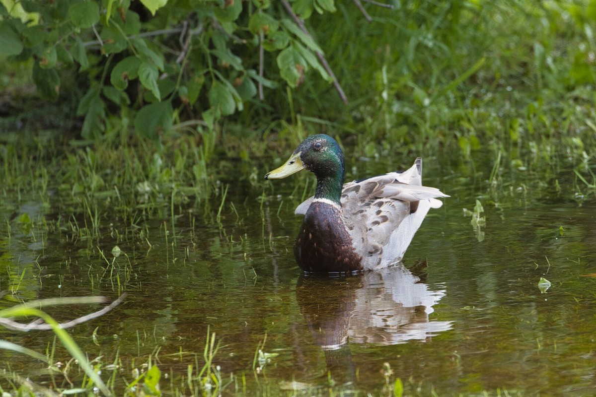 Mallard - ML620280347