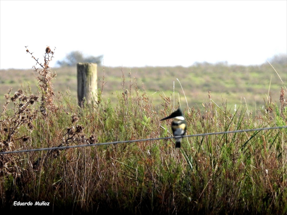 Green Kingfisher - ML620280348