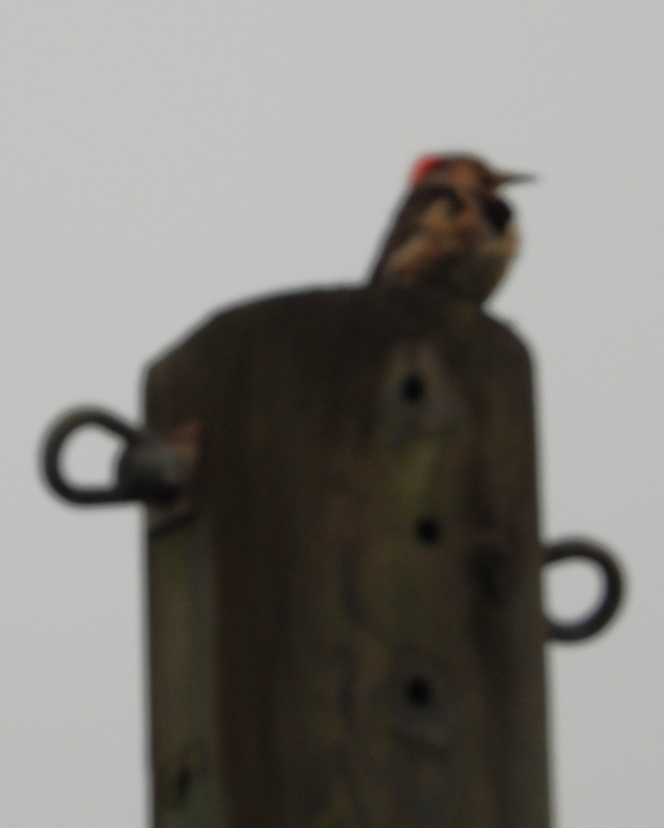 Northern Flicker - ML620280355