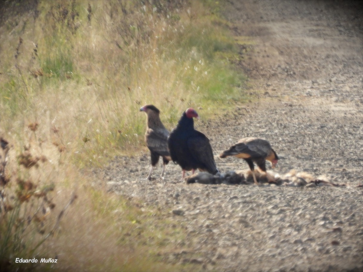 Turkey Vulture - ML620280357