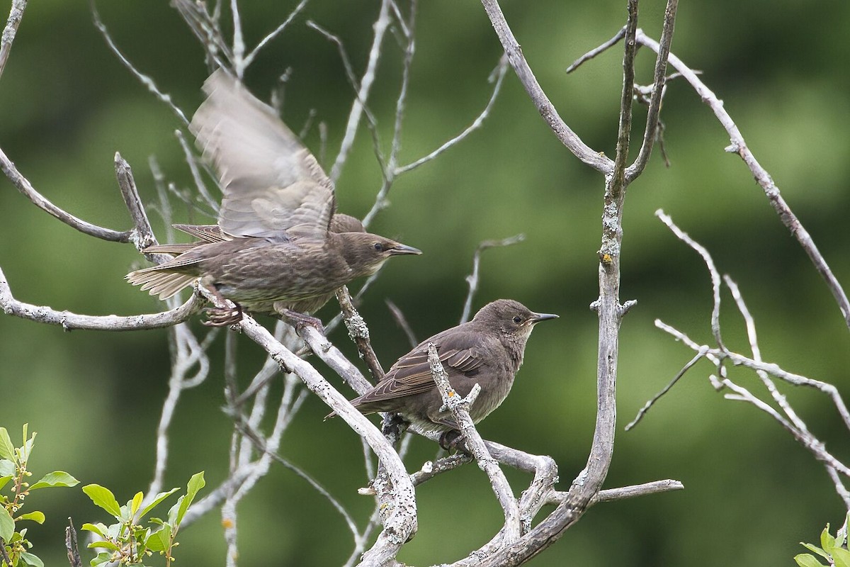 European Starling - ML620280358