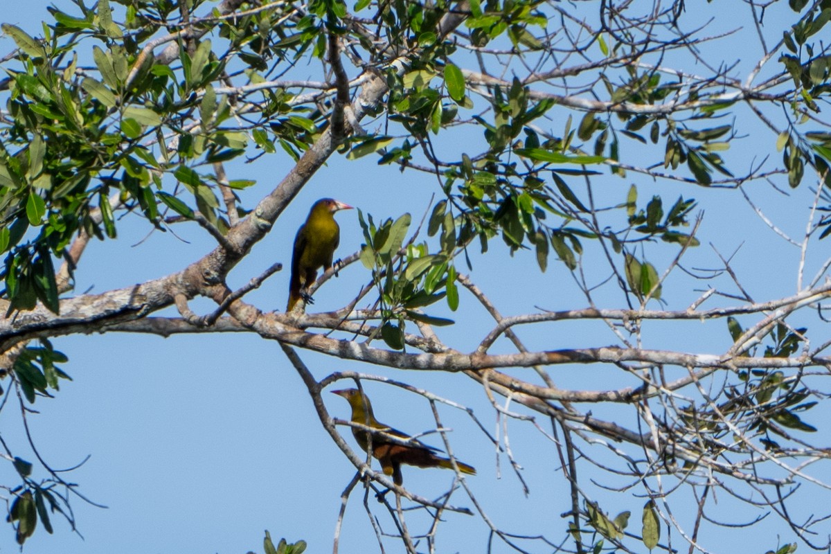 Olive Oropendola - ML620280360