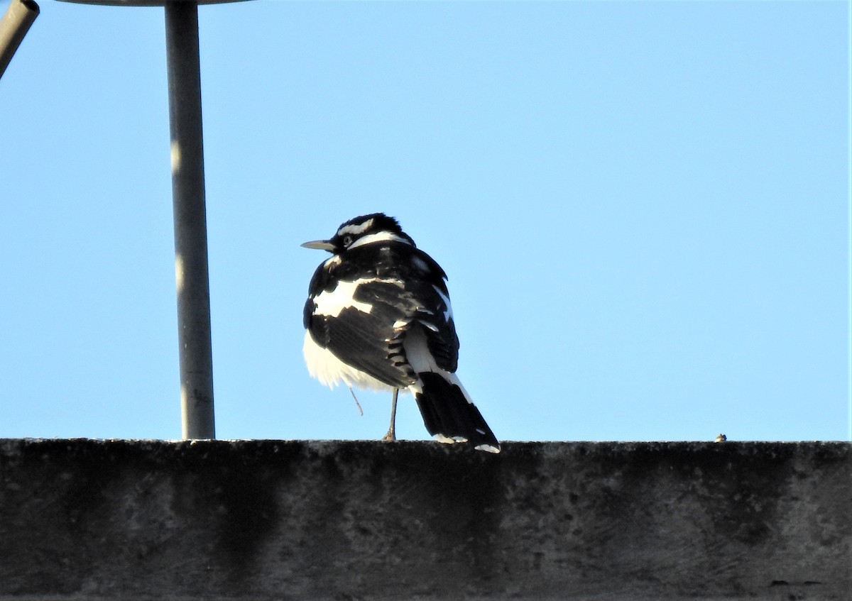 Magpie-lark - ML620280363